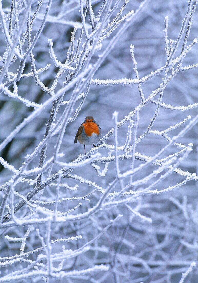 Rotkehlchen auf verschneitem Baum, Sutherland, Schottland, Grossbritannien, Europa