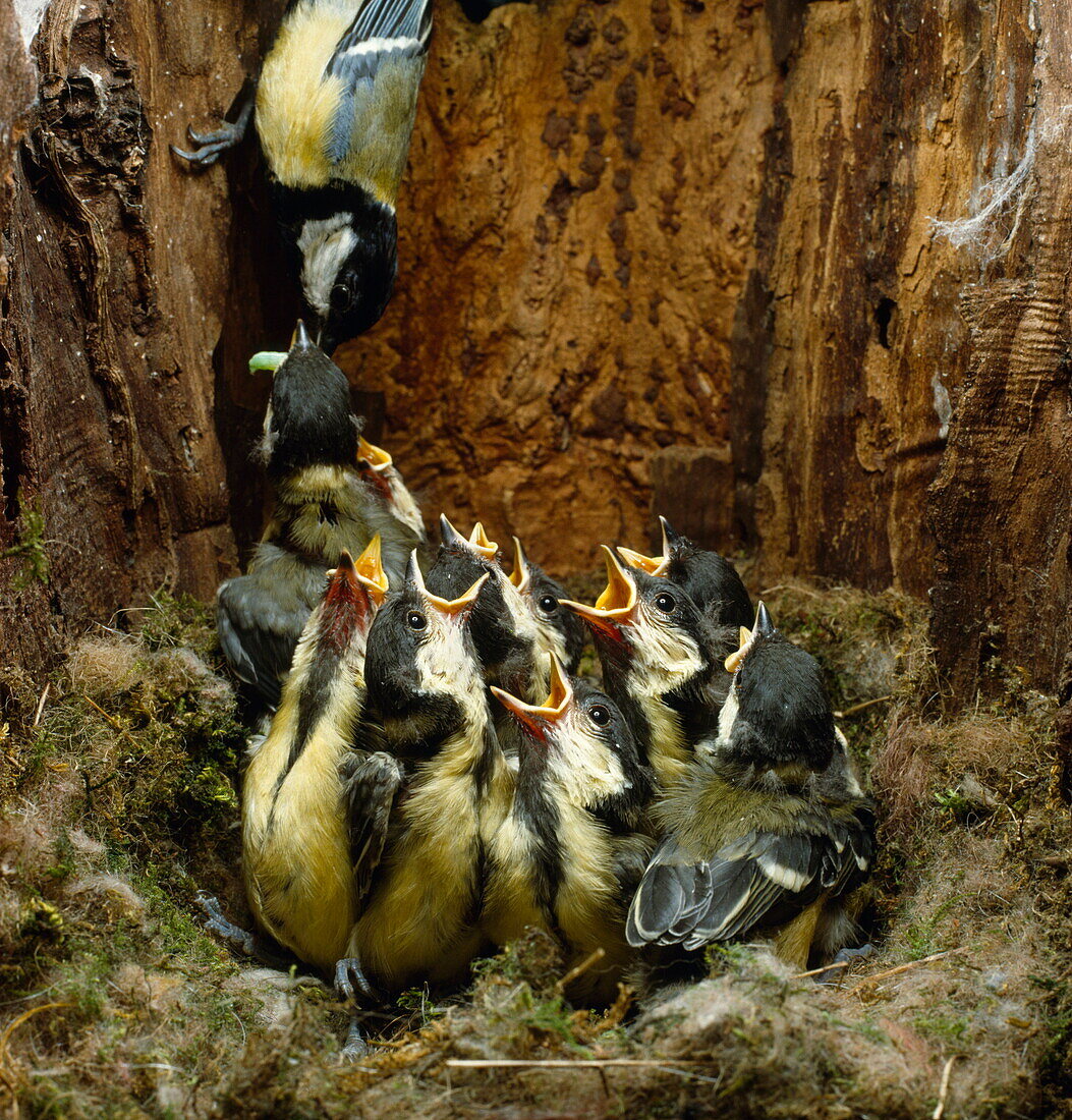 Great tit feeding chicks in the nest, England, Great Britain, Europe
