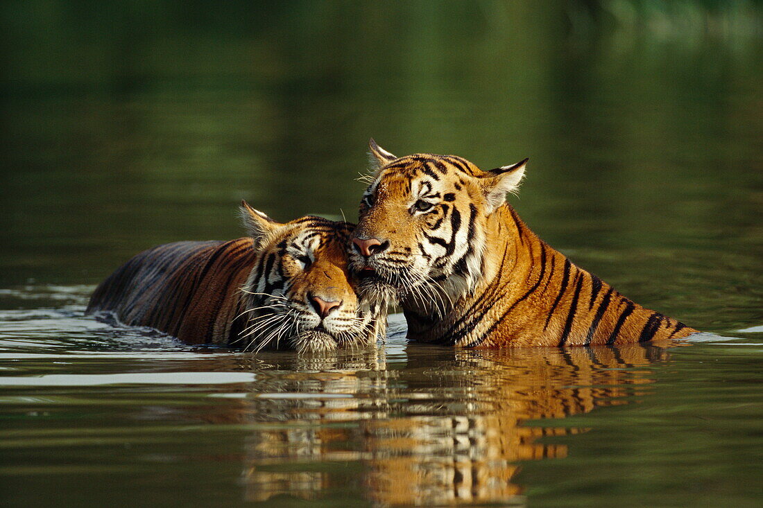 Two tigers bathing, Safari park, Bangkok, Thailand., Asia