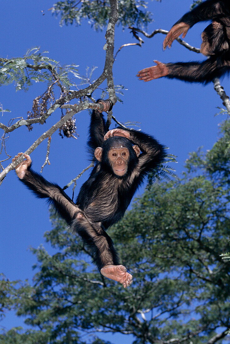 Junger Schimpanse hängt unsicher an einem Ast, Chimfunshi Schutzgebiet, Sambia, Afrika