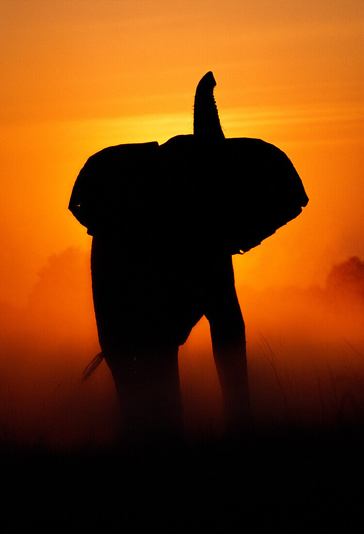 African elephant at sunset, Chobe National Park, Botswana, Africa