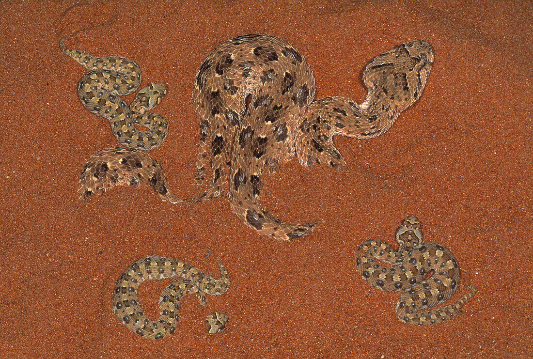 Horned puff adder giving birth to living young snakes, Southern Africa, Africa