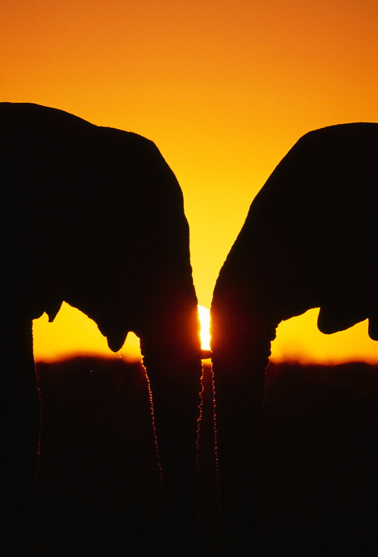 Zwei Elefanten bei Sonnenuntergang, Etosha Nationalpark, Namibia, Afrika