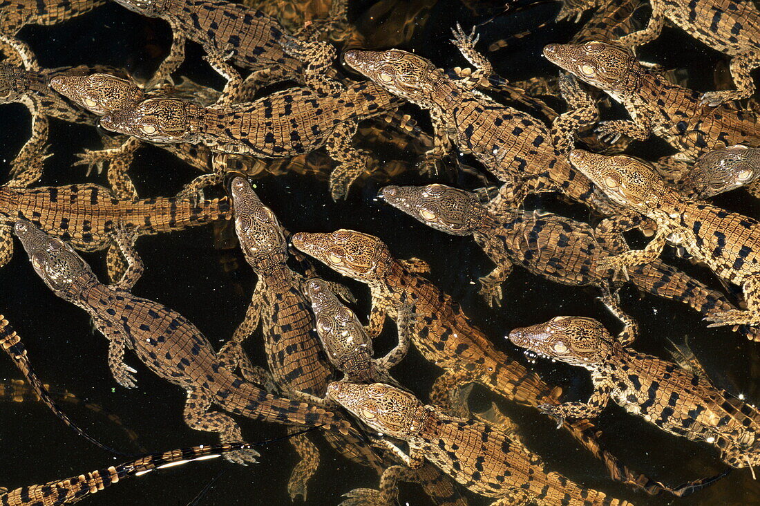Group of newly hatched nile crocodiles