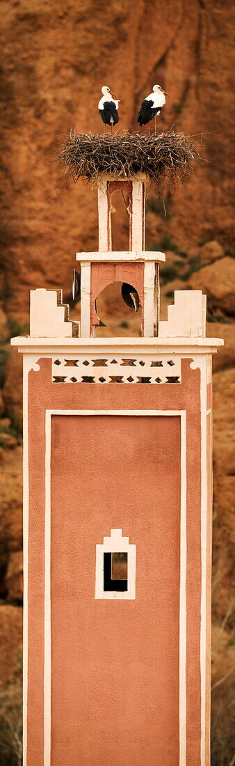 Weißstörche nisten auf dem Minarett einer Moschee, Dades Tal, Marokko, Afrika