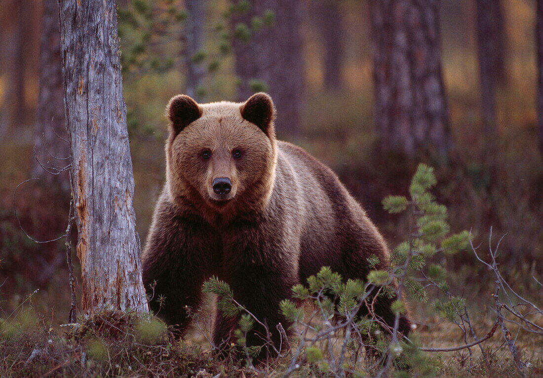 Braunbär im Wald, Nord Karelien, Finnland, Europa