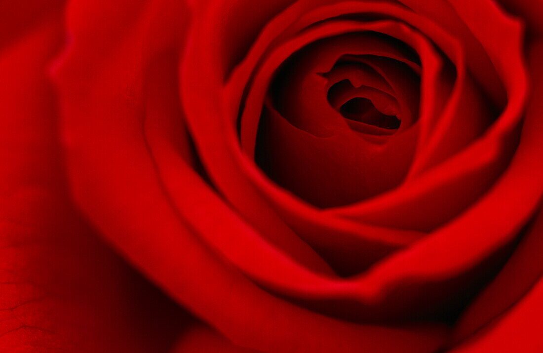 Close up of a red rose blossom