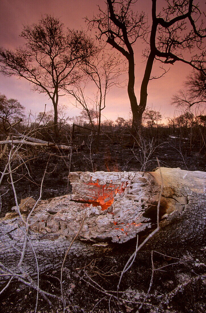 Glühender Baumstamm nach einem Buschfeuer während der Dürre, Krüger Nationalpark, South Africa, Afrika