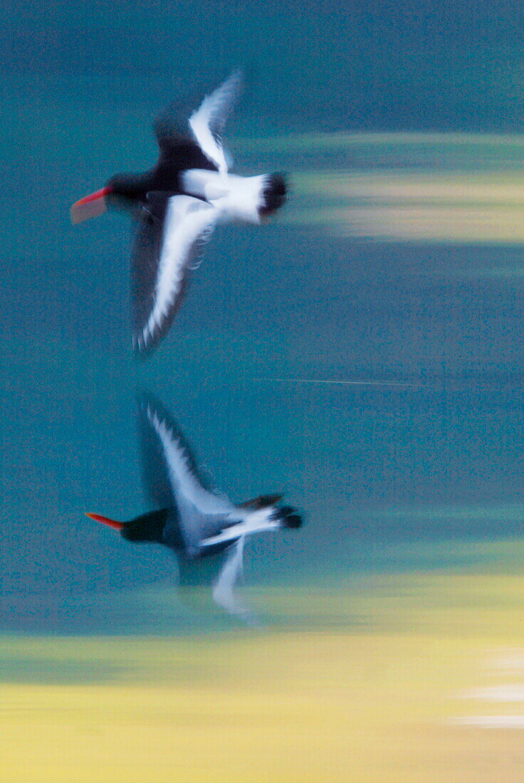 Two oystercatchers in flight, Lofoten, Norway, Europe