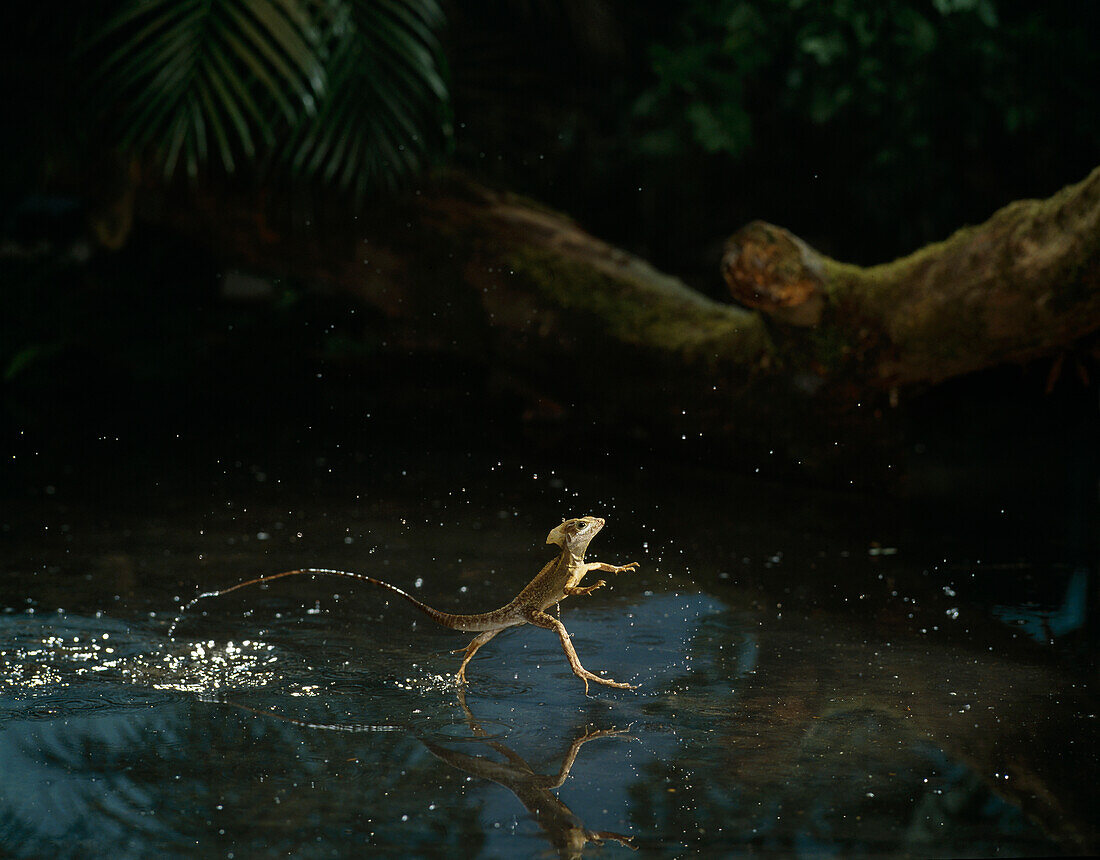 Ein Basilisk läuft über Wasser
