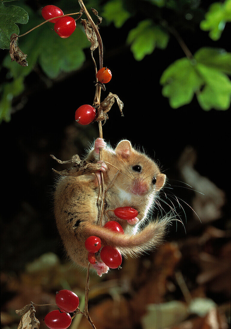 Hazel Dormouse hanging on Bryony berries