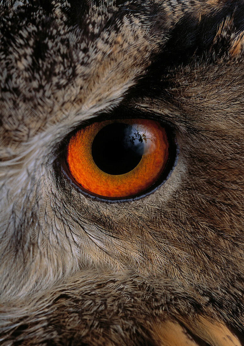 Eye of an European eagle owl