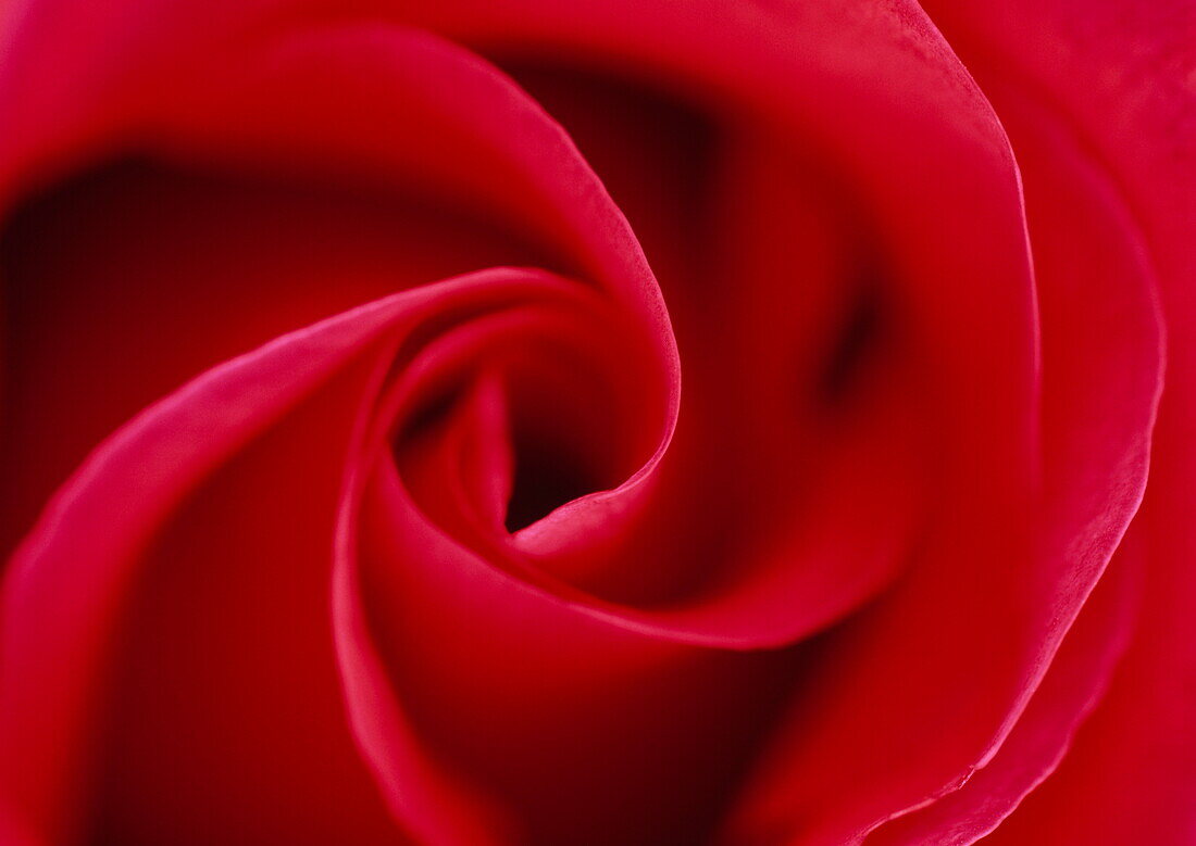 Close up of a red rose blossom