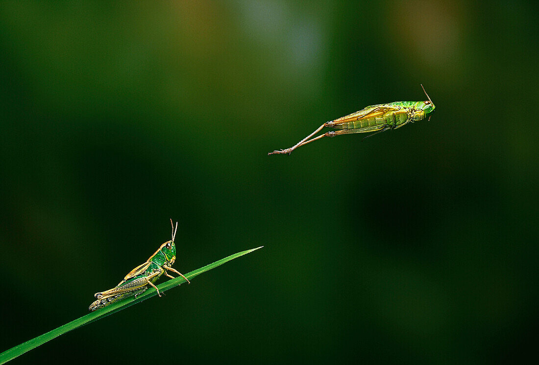 Meadow grasshopper leaping, England, Great Britain, Europe