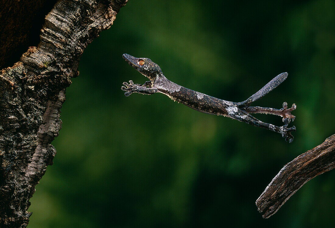 Plattschwanzgecko im Sprung zwischen zwei Ästen