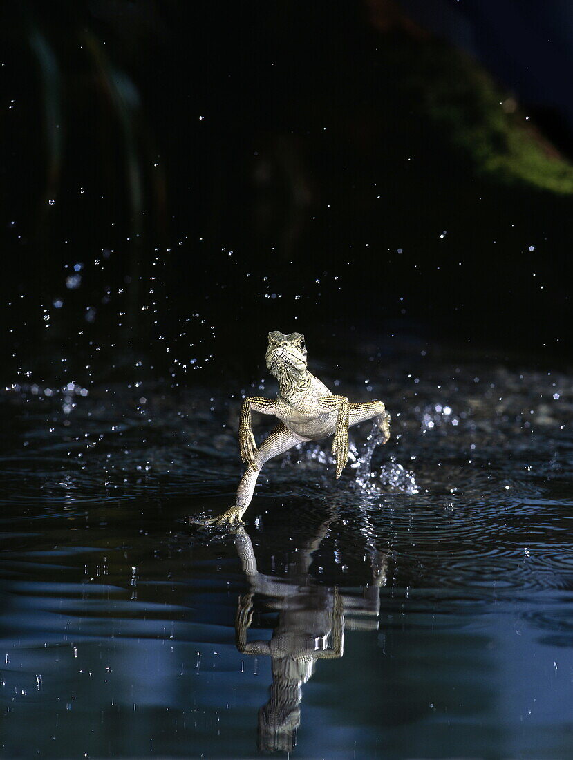 A basilisc running on water