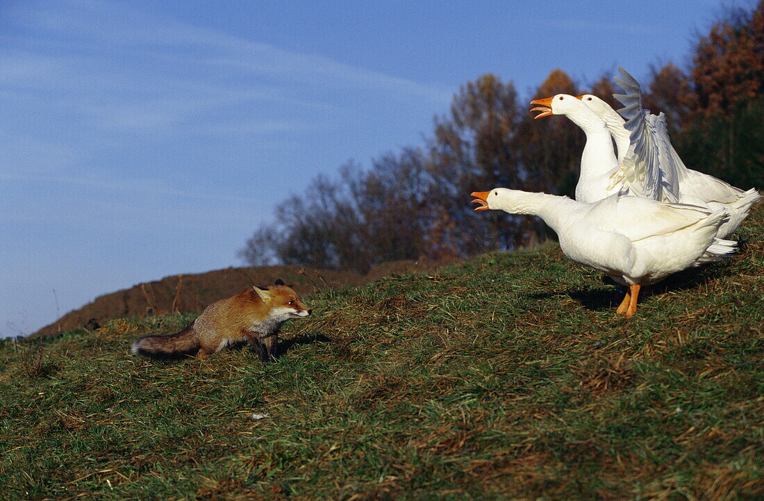Domestic geese confronting a red fox