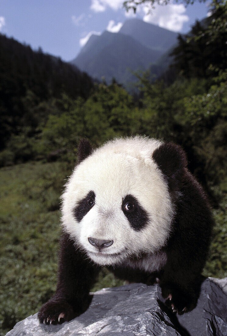Eight months old giant panda in montane landscape, Sichuan, China, Asia