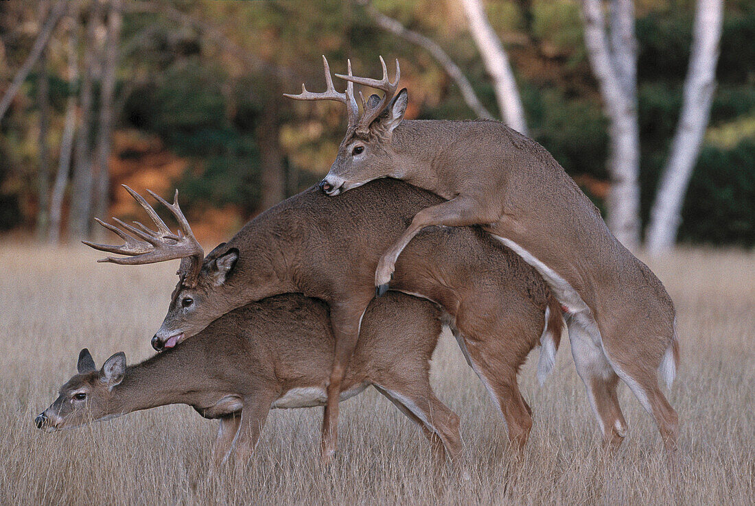 Whitetail deer mating, with second male attempting to mount, Wisconsin, USA, America