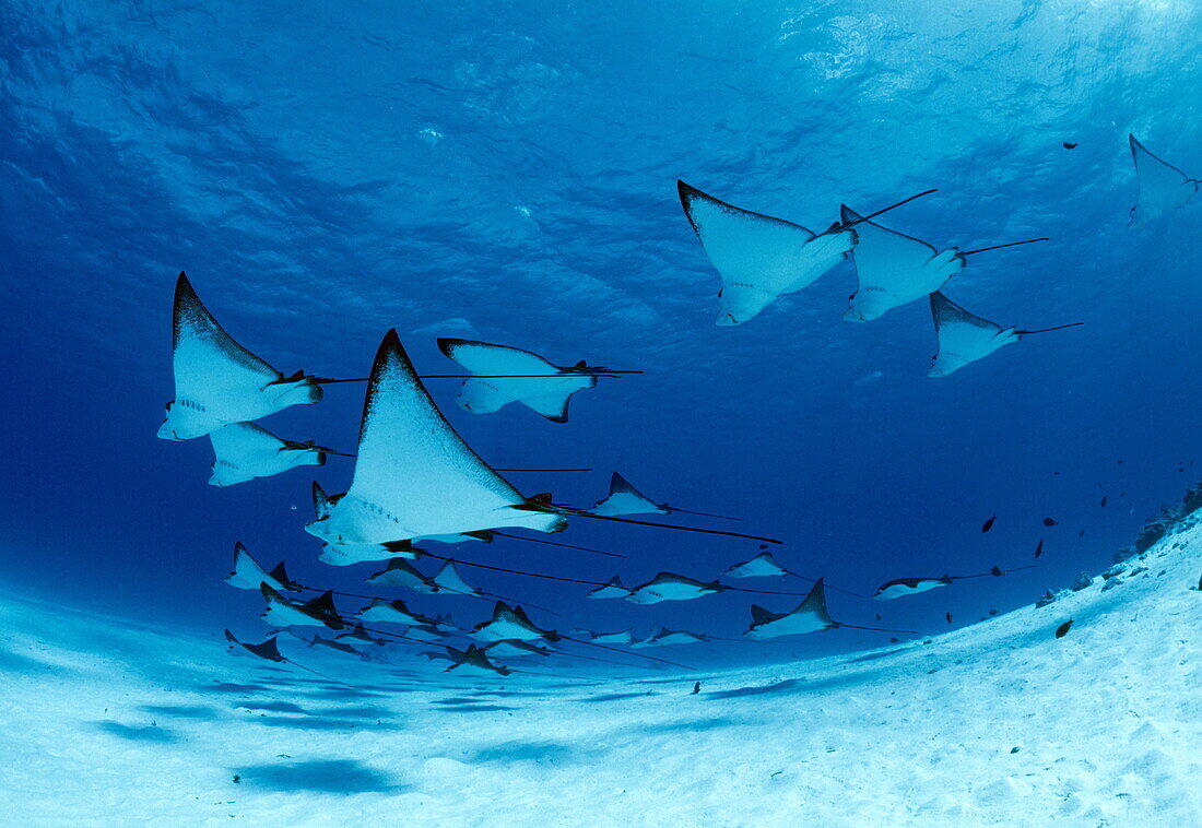 Low angle view of a shoal of spotted eagle rays, Saipan, Northern Mariana Islands, USA, America