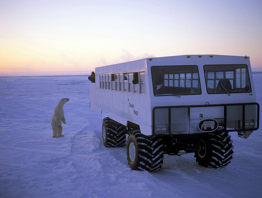 Männlicher Eisbär steht morgens neben einem Fahrzeug mit Touristen, Wapusk Nationalpark, Churchill Manitoba, Kanada, Amerika
