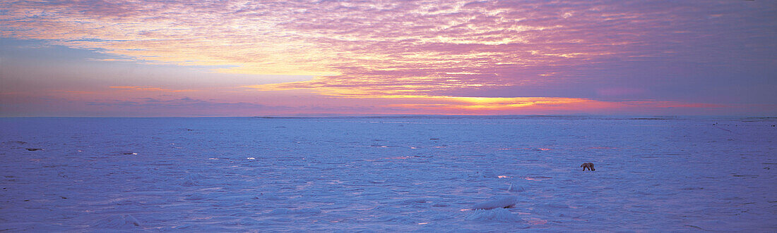 Polar bear walking across frozen sea ice to winter hunting grounds at dawn, Hudson Bay, Cape Churchill Wapusk National Park, Manitoba, Canada, America