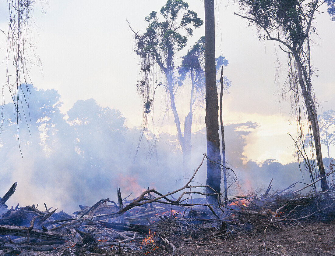 Tropischer Regenwald brennt um Platz zu machen für Weidefläche