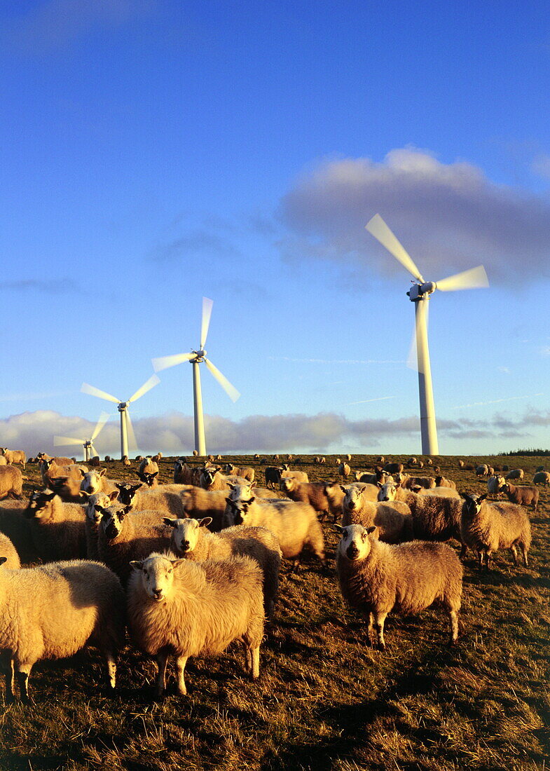 Flock of sheep in front of wind turbines in the evening light, Llandinam, Powys, Wales, Great Britain, Europe
