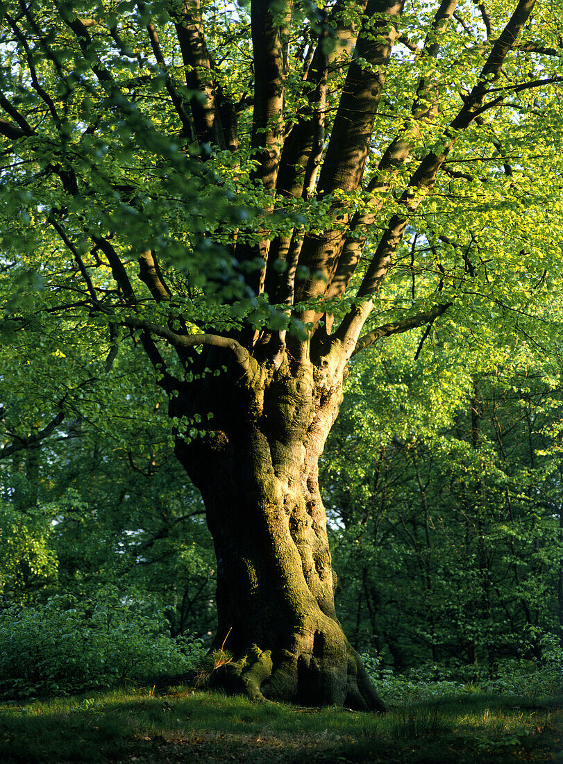 Alte gekappte Buche, Epping Forest, England, Grossbritannien, Europa