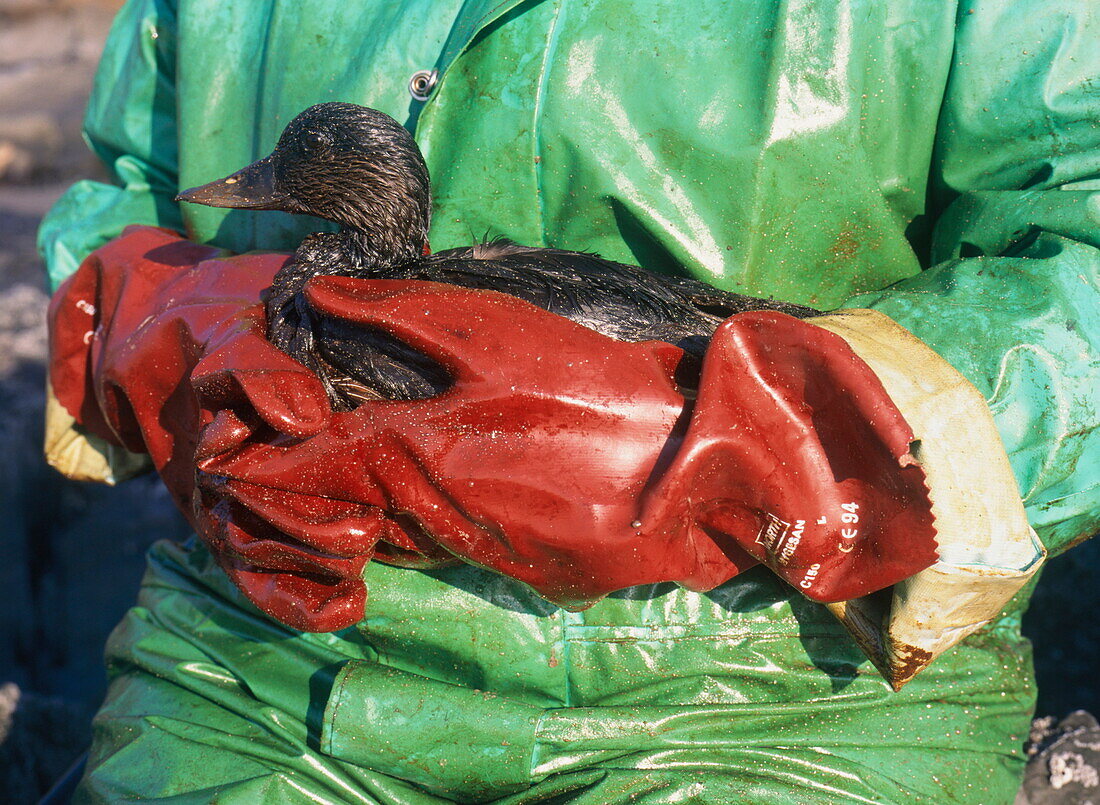 Mit Öl verschmutzte Trauerente, Pembrokeshire Coast Nationalpark, Wales, Grossbritannien, Europa