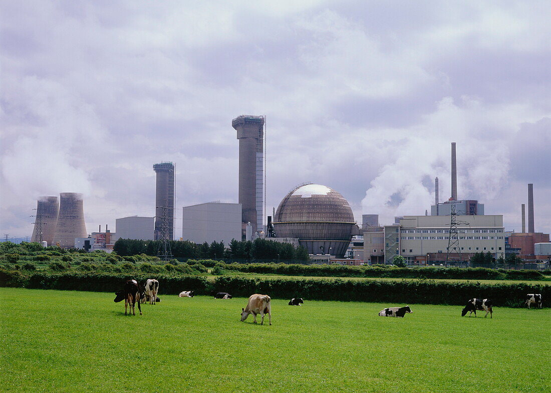 Grasende Kühe vor dem Sellafield Kernkraftwerk, Cumbria, England, Grossbritannien, Europa