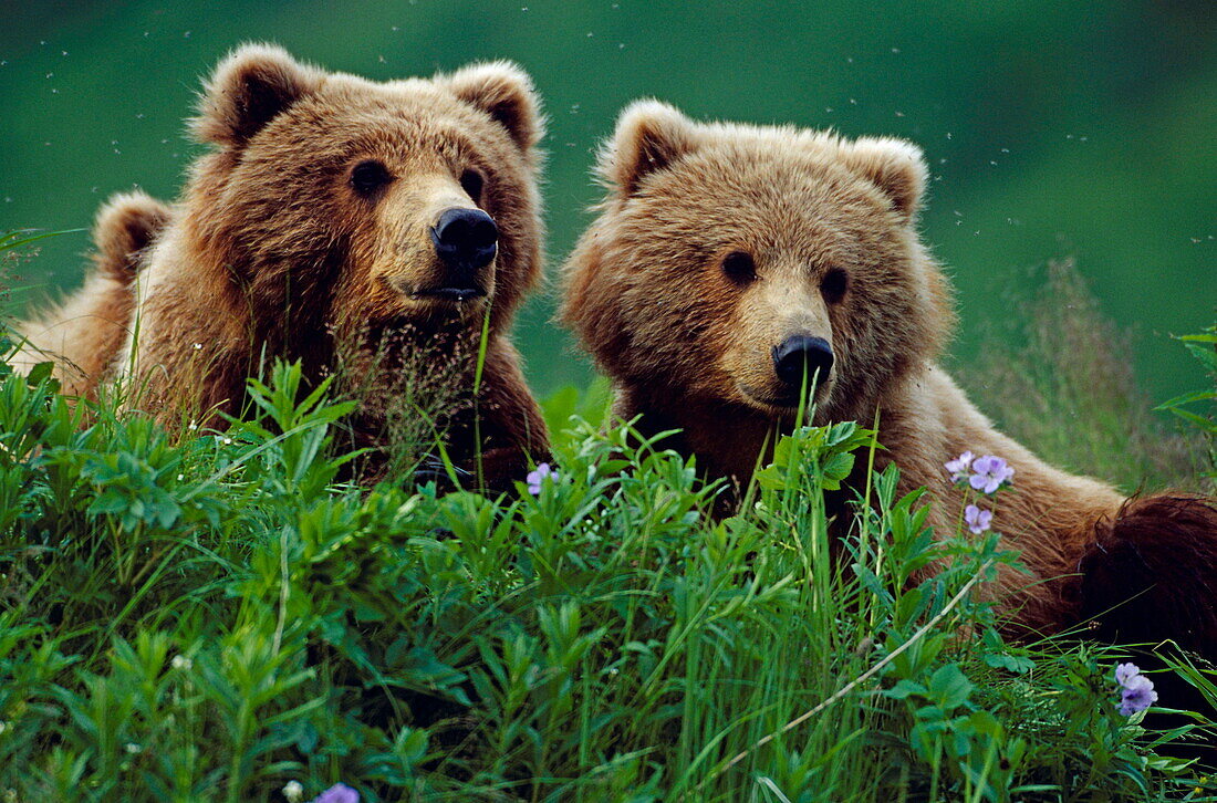 Blick auf zwei Braunbären