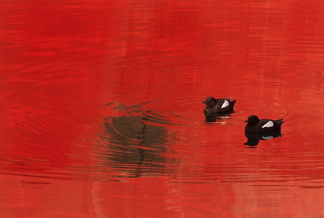 Zwei Gryllteisten auf dem Wasser bei Sonnenuntergang