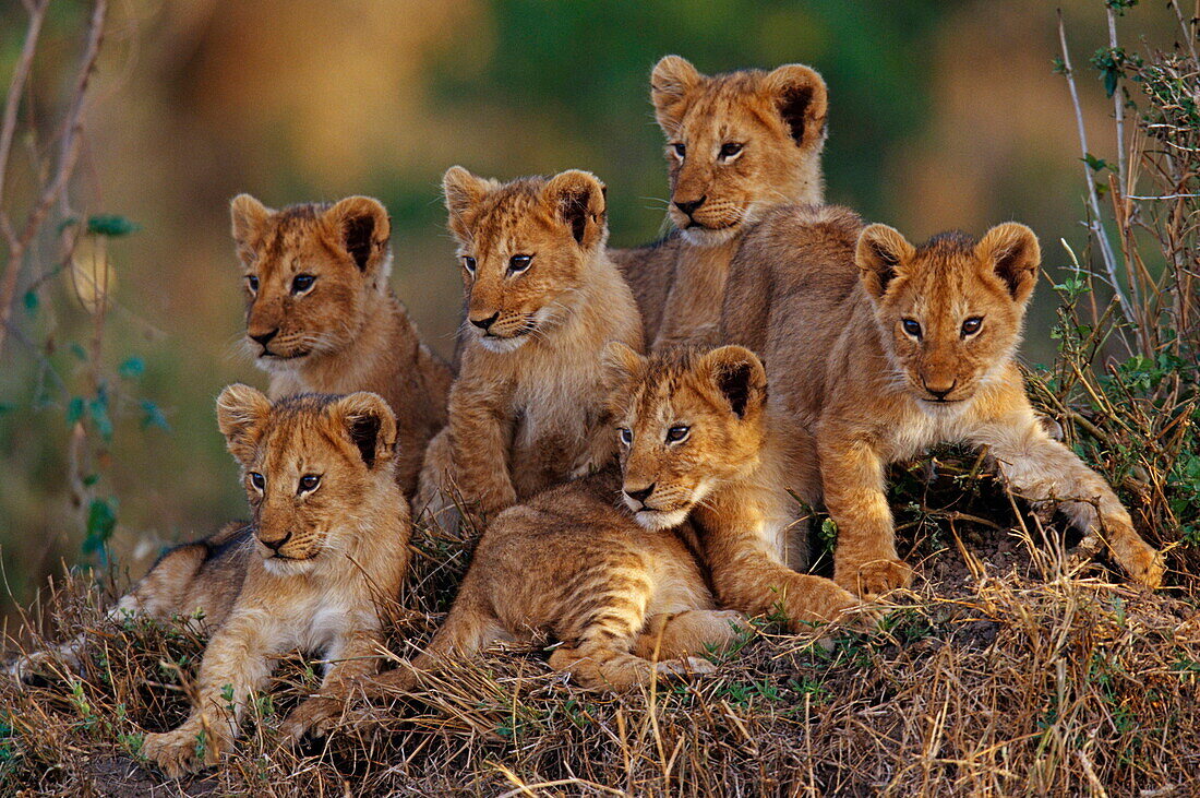 Eine Gruppe Löwenjunge