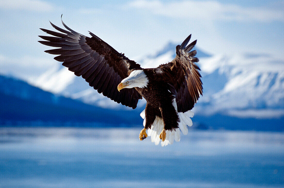 Bald eagle flying, Alaska, USA, America