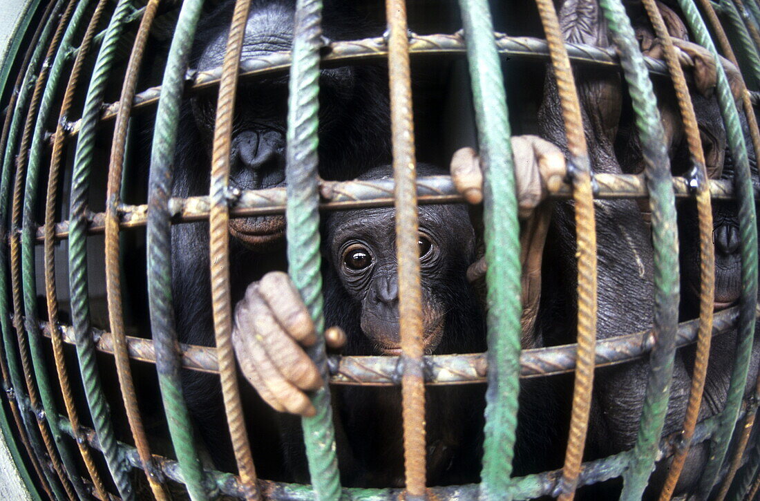 Bonobos in holding cage at a sanctuary, Kinshasa, Democratic Republic of Congo, Africa