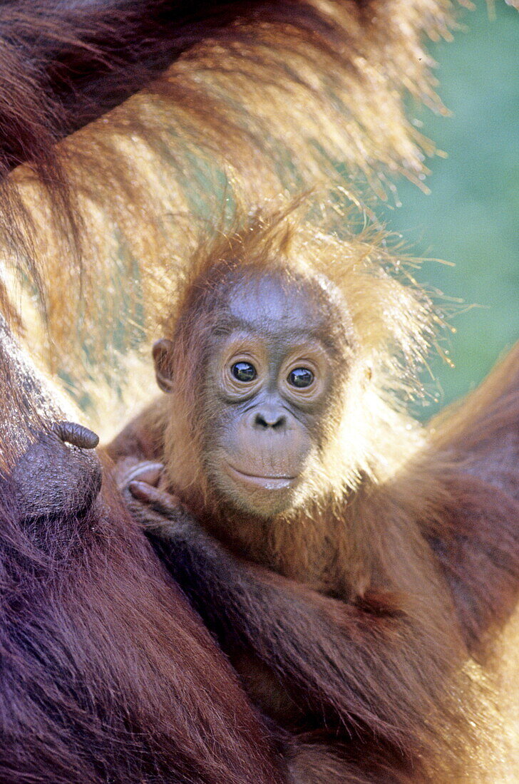 Orang utan offspring hanging on to mother, Tanjung Putting National Park, Central Kalimantan, Indonesia, Asia