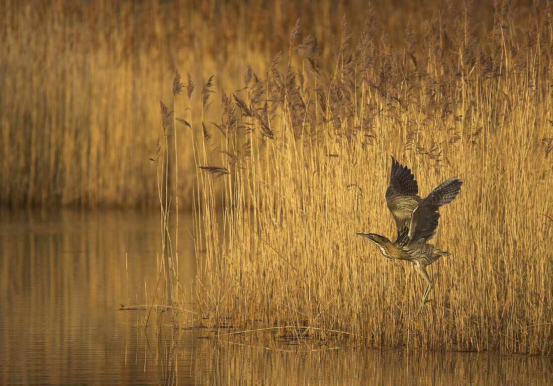 Fliegende Rohrdommelüber einem See mit Schilf, Yorkshire, England, Grossbritannien, Europa