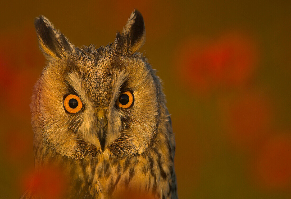 Close up of a long eared owl amongst rose hips, Gloucestershire, England, Great Britain, Euorpe