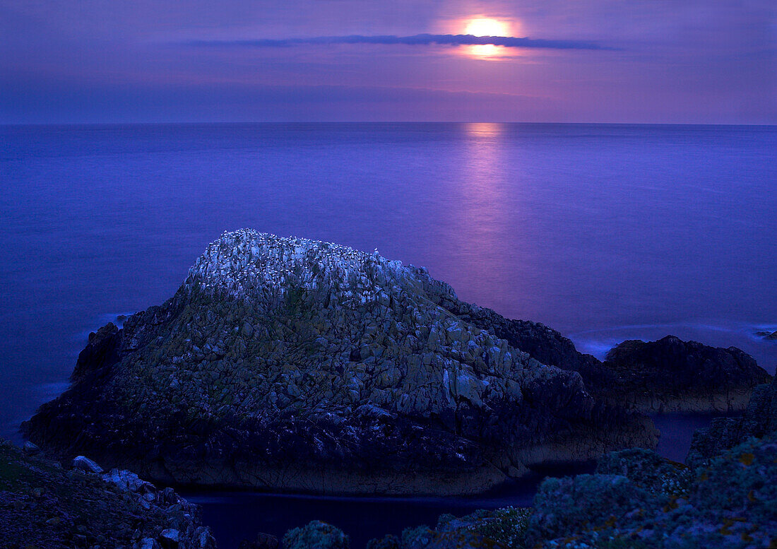 Gannet colony on a rock with the full moon rising over the sea