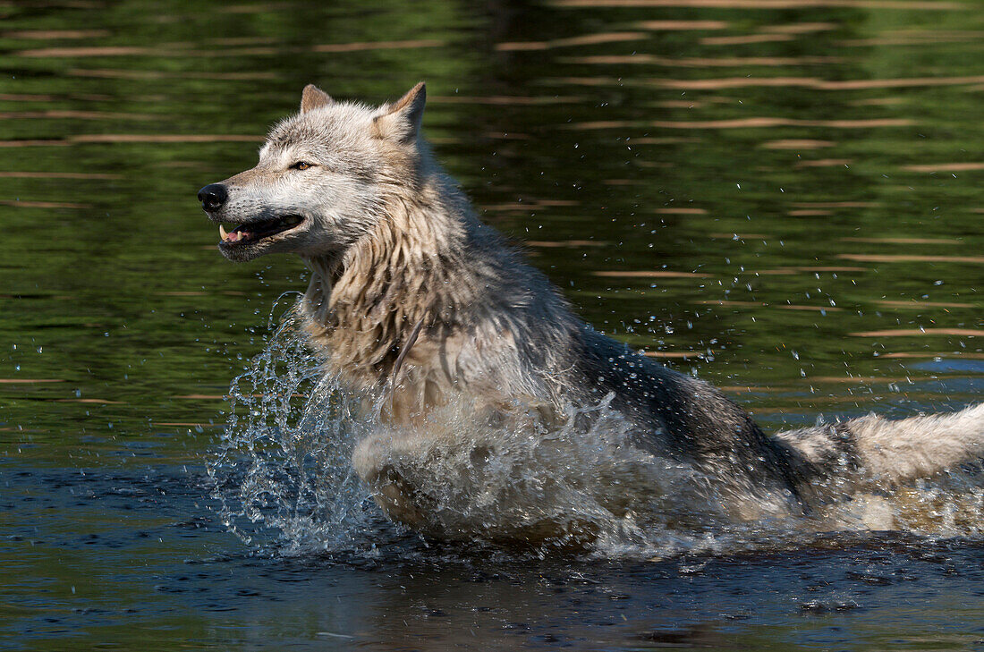 Grauwolf oder Timberwolf läuft durch Wasser, Boundary Waters Canoe Area, Minnesota, USA, Amerika