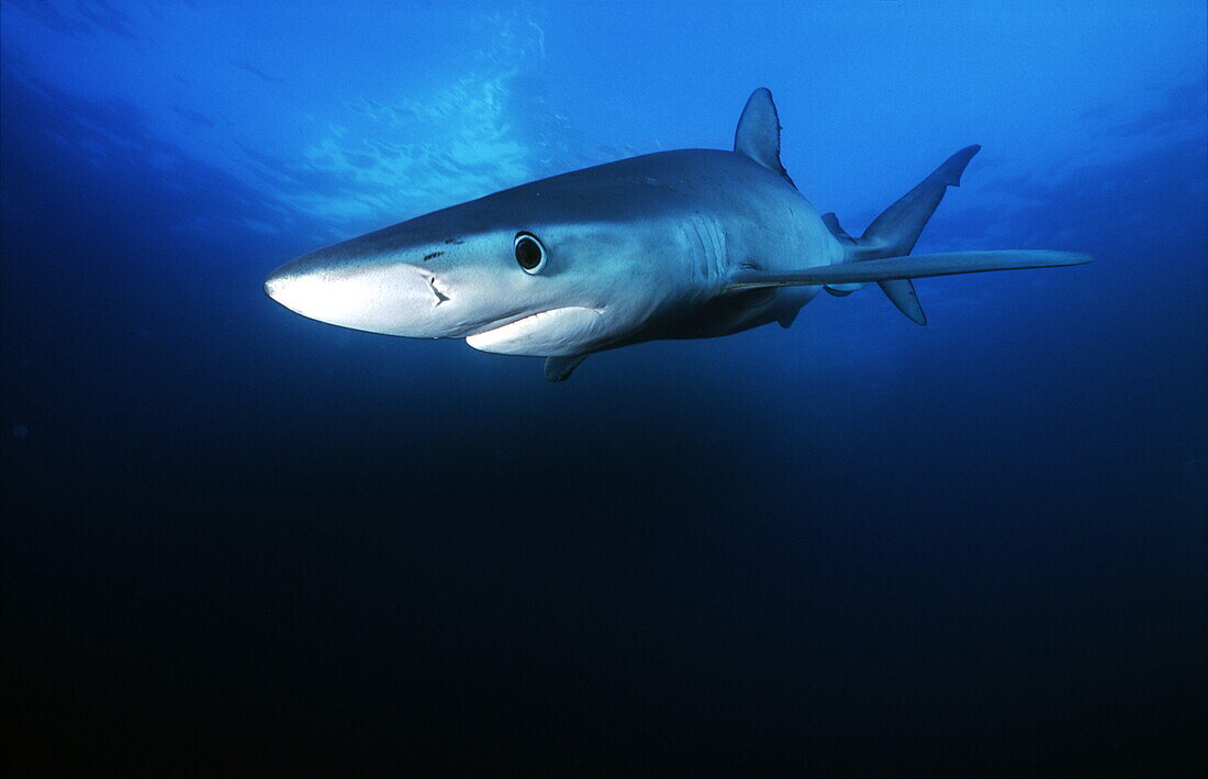Blue shark under water