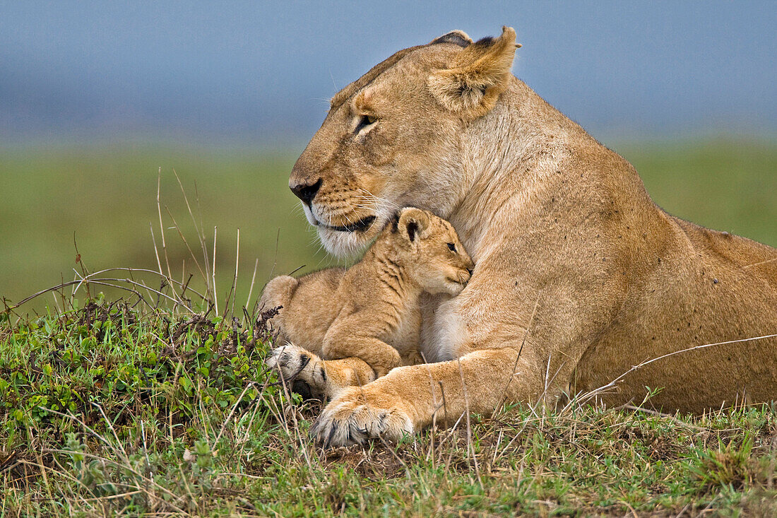African lion mother and very young cub, Masai Mara National Reserve, Kenya, Africa
