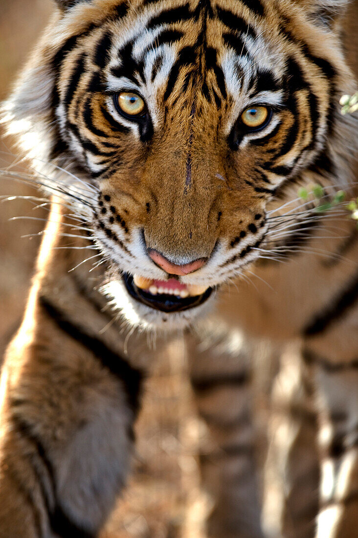 Close up of a bengal tiger, Ranthambore, India, Asia