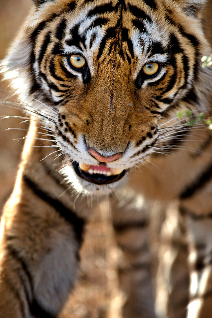 Nahaufnahme von einem Königstiger, Ranthambore, Indien, Asien