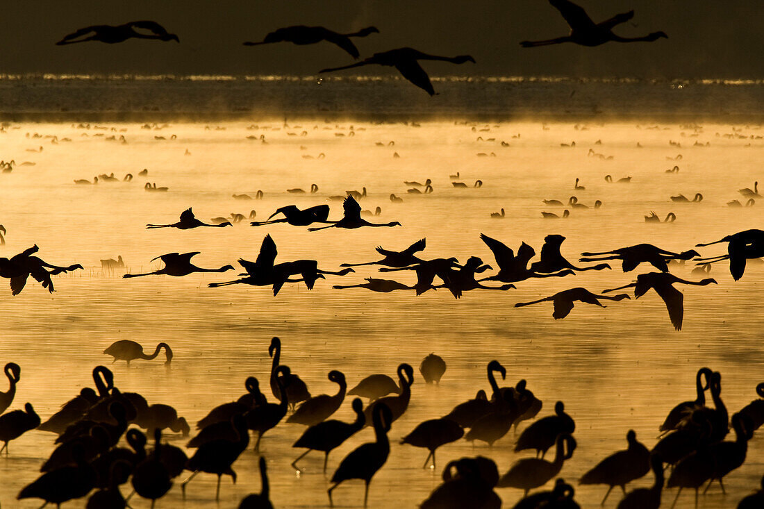 Lesser Flamingos at Lake Nakuru in the morning mist, Lake Nakuru, Kenya, Africa