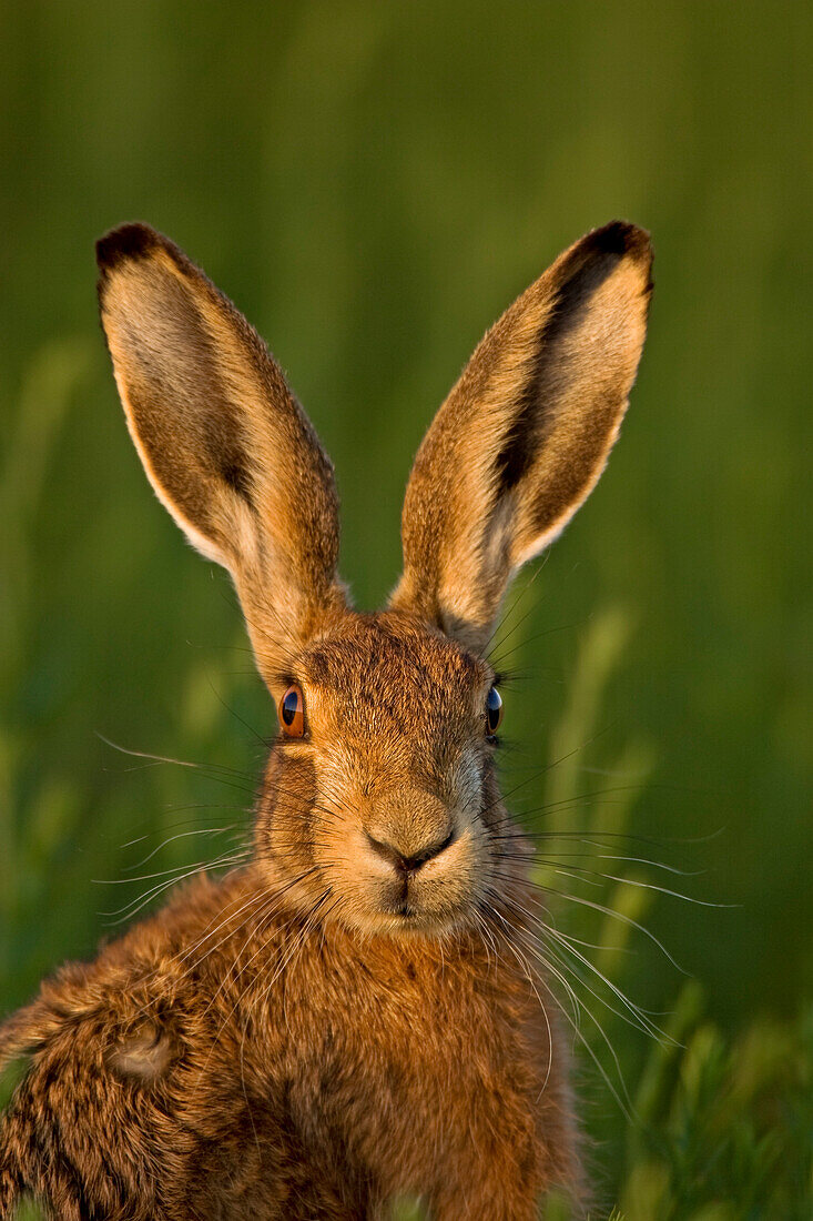 European brown hare in a meadow in the evening light, England, Great Britain, Europe