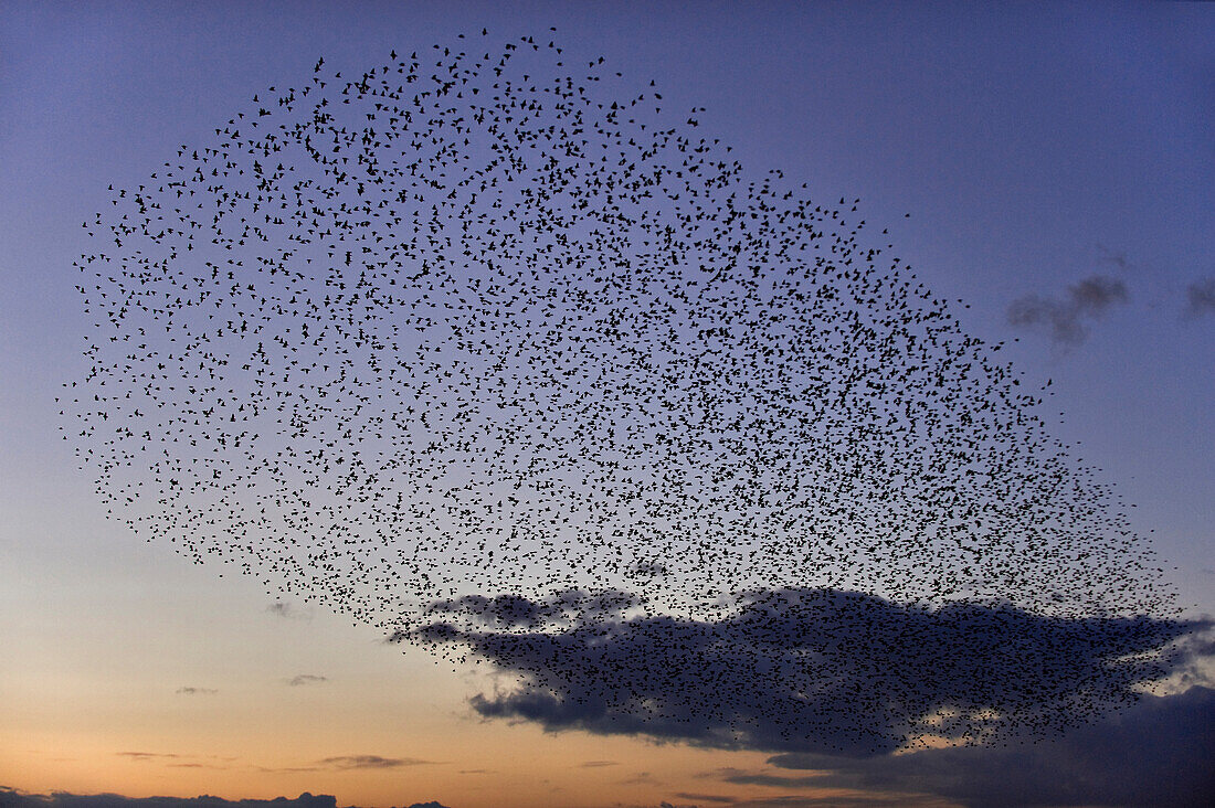 Starling flock flying to their winter roost, Gloucestershire, England, Great Britain, Europe