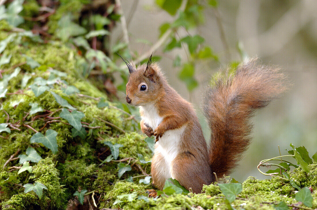 Red squirrel in the forest, England, Great Britain, Europe