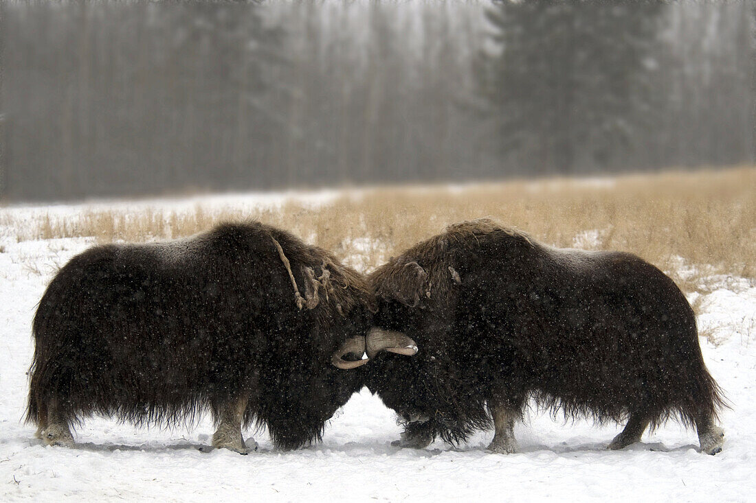 Moschusochsenbullen beim Kampf, Yukon Wildtierreservat, Kanada, Amerika